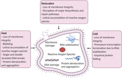 Leveraging Pseudomonas Stress Response Mechanisms for Industrial Applications